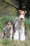 FOX TERRIER 204